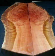 myrtle burl.jpg